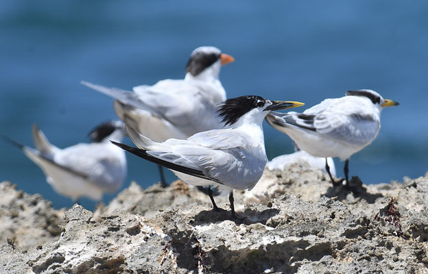 CABOTSSEESCHWALBE, CABOT´S TERN, THALSSEUS ACUFLAVIDUS