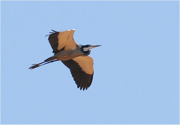 SCHWARZHALSREIHER, BLACK-HEADED HERON, ARDEA MELANOCEPHALA