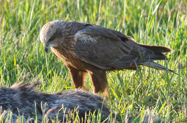 ROTMILAN, RED KITE, MILVUS MILVUS