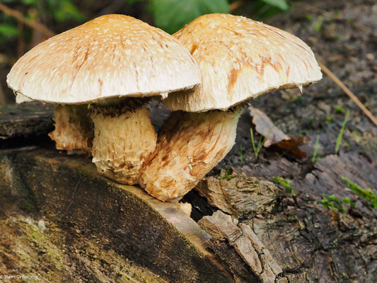 Pappel-Schüppling - Hemipholiota populnea