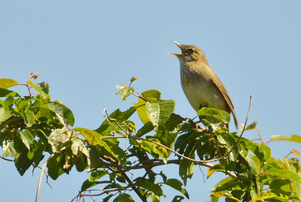 SCHLAGSCHWIRL, RIVER WARBLER, LOCUSTELLA FLUVIATILIS