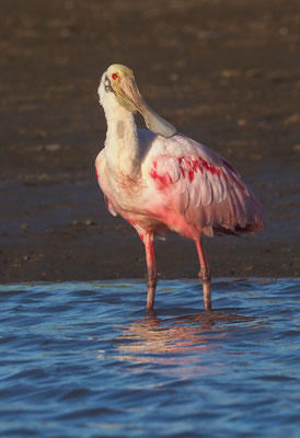 ROSALÖFFLER, ROSEATE SPOONBILL, PLATALEA AJAJA