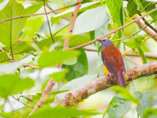 Andenklarino, Andean solitaire - Myadestes ralloides