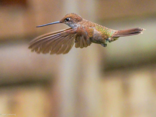 Bronzeandenkolibri, Bronzy Inca - Coeligena coeligena