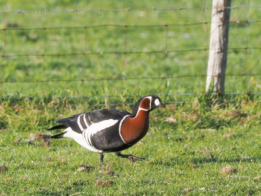 Rothalsgans, Red-breasted goose, Branta rufficollis