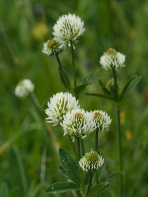 Berg-Klee (Trifolium montanum)