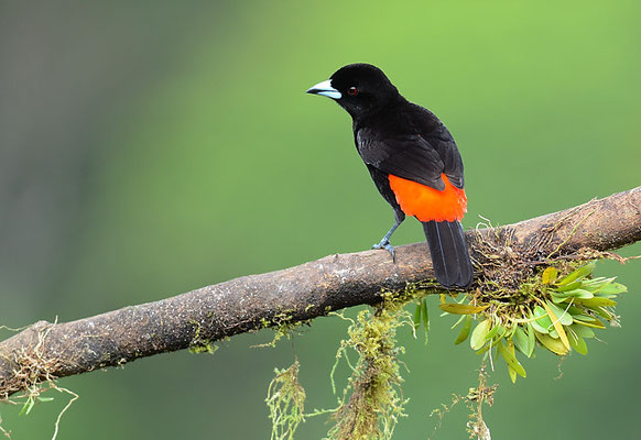 FEUERRÜCKENTANGARE, PASSERINI´S TANAGER, RAMPHOCELUS PASSERINII