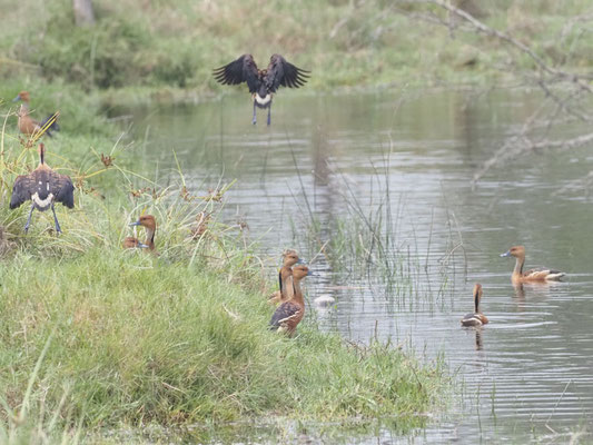 Gelbe Pfeifgans, Fulvous Whistling-Duck - Dendrocygna bicolor