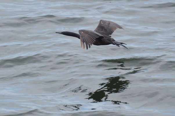 MEERSCHARBE, PELAGIC CORMORANT, PHALACROCORAX PELAGICUS