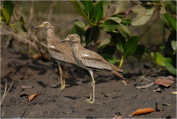 SENEGALTRIEL, SENEGAL THICK-KNEE, BURHINUS SENEGALENSIS
