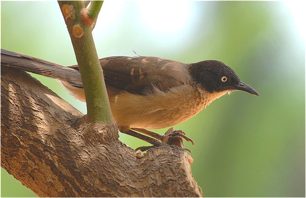 WEISSAUGENDROSSLING, BLACKCAP BABBLER, TURDOIDES REINWARDTII