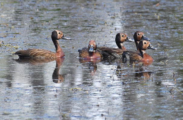 WITWENPFEIFENTE, WHITE-FACED WHISTLING-DUCK, DENDROCYGNA VIDUATA