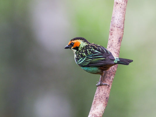 GOLDOHRTANGARE, GOLDEN-EARED TANAGER - TANGARA CHRYSOTIS