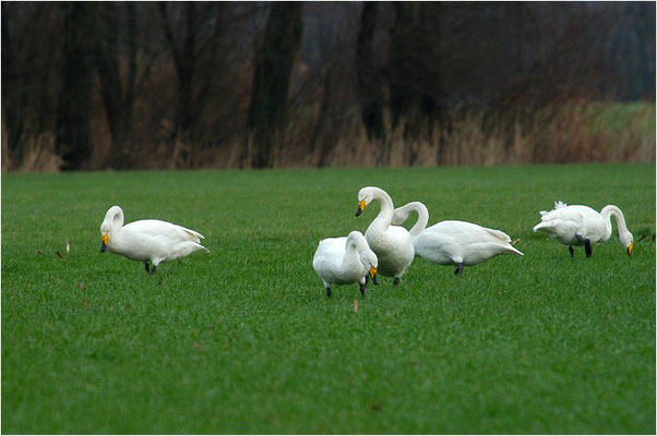 SINGSCHWAN, WHOOPER SWAN, CYGNUS CYGNUS