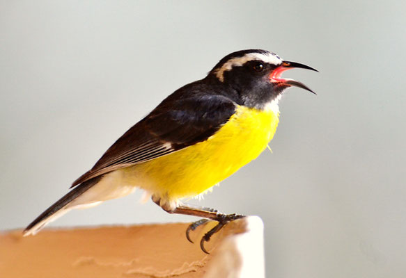 ZUCKERVOGEL, BANANAQUIT, COEREBA FLAVEOLA