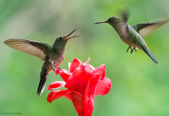 SCHUPPENBRUSTKOLIBRI, SCALY-BREASTED HUMMINGBIRD, PHAEOCHROA CUVIERII