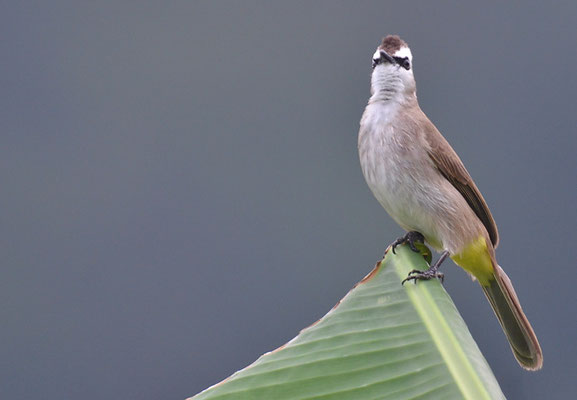 AUGENSTREIFENBÜLBÜL, YELLOW-VENTED BULBUL, PYCNONOTUS GOIAVIER