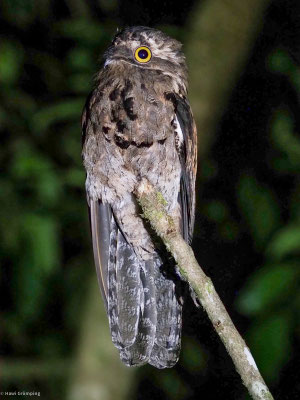 Urutau-Tageschläfer, Common Potoo - Nyctibius aethereus