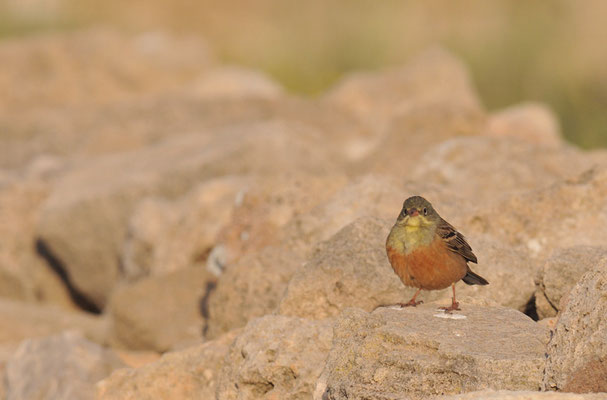 ORTOLAN, ORTOLAN BUNTING, EMBERIZA HORTULANA