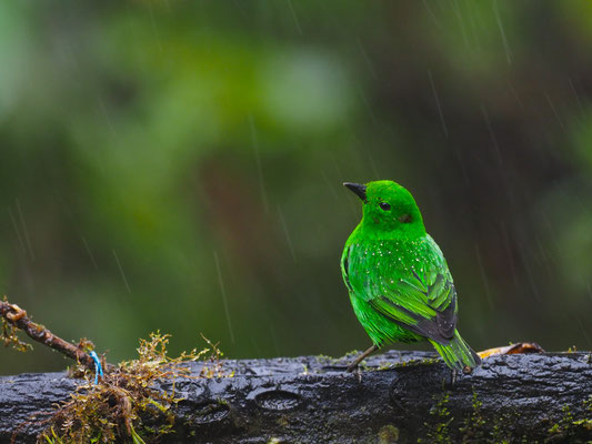 ROTOHR-BUNTTANGARE, GLISTENING-GREEN TANAGER - CHLOROCHRYSA PHOENICOTIS