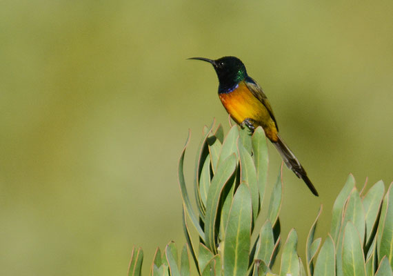GOLDBRUSTNEKTARVOGEL, ORANGE-BREASTED SUNBIRD, ANTHOBAPHES VIOLACEA