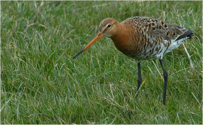 UFERSCHNEPFE, BLACK-TAILED GODWIT, LIMOSA LIMOSA