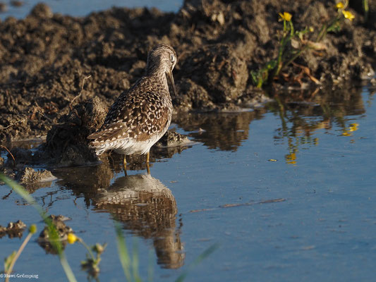 BRUCHWASSERLÄUFER, WOOD SANDPIPER, TRINGA GLAREOLA