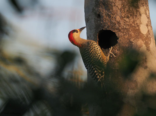 BAHAMASPECHT, WEST-INDIAN WOODPECKER, MELANERPES SUPERCILIARIS