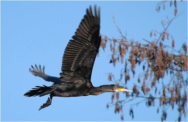 KORMORAN, GREAT CORMORANT, PHALACROCORAX CARBO