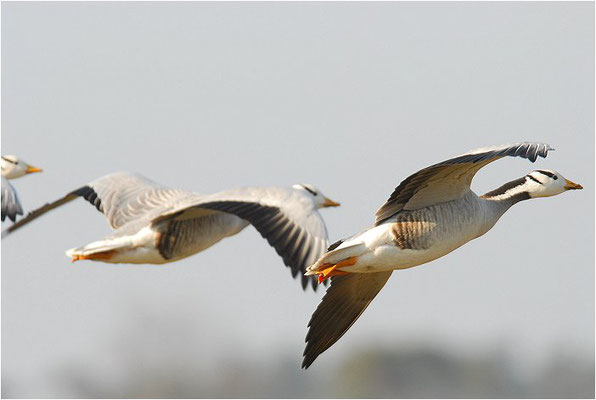 STREIFENGANS, BAR-HEADED GOOSE, ANSER INDICUS