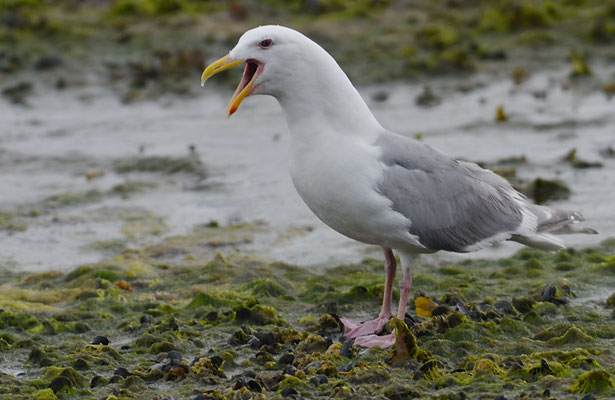 BERINGMÖWE, GLAUCOUS-WINGED GULL, LARUS GLAUCESCENS