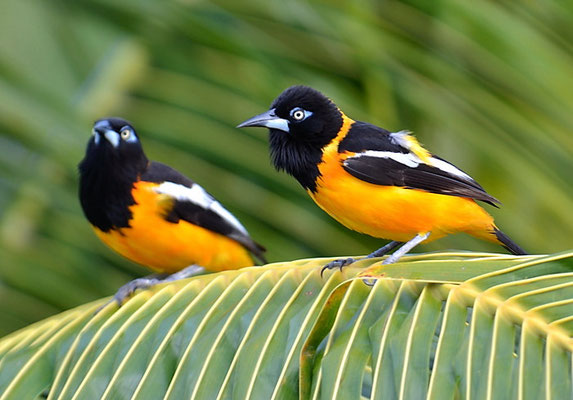 WEISSFLÜGELTRUPIAL,  VENEZUELAN TROUPIAL, ICTERUS ICTERUS