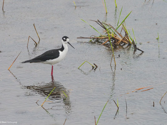 AMERIKANISCHER STELZENLÄUFER, BLACK-NECKED STILT - HIMANTOPUS MEXICANUS