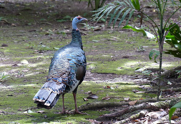 PFAUENTRUTHUHN, OCELLATED TURKEY, MELEAGRIS OCELLATA