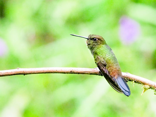 Kupferglanz-Höschenkolibri, Greenish Puffleg - Haplophaedia aureliae