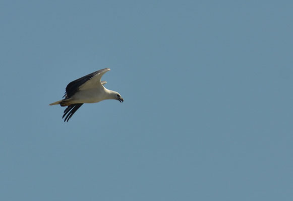 WEISSBAUCHSEEADLER, WHITE-BELLIED SEA EAGLE, HALIAEETUS LEUCOGASTER