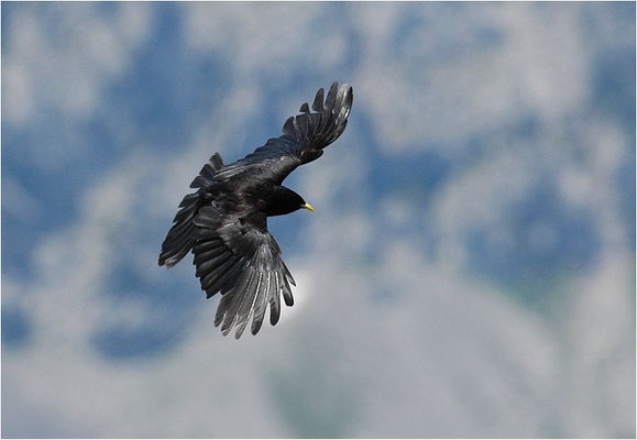 Alpendohle, alpine chough, pyrrhocorax graculus - schweiz