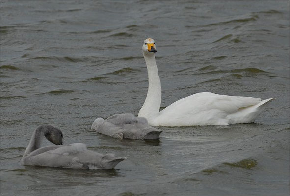 SINGSCHWAN, WHOOPER SWAN, CYGNUS CYGNUS