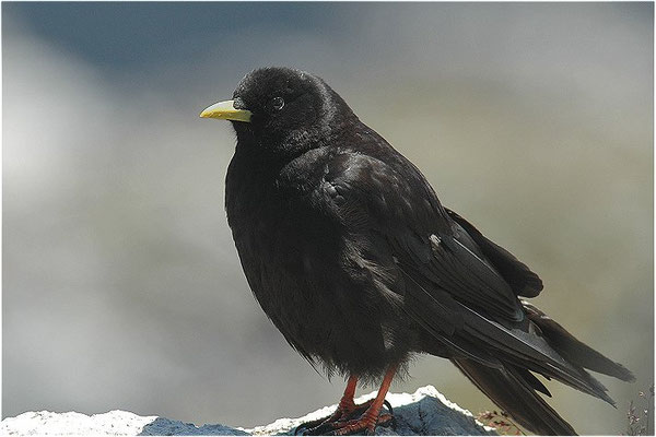 Alpendohle, alpine chough, pyrrhocorax graculus - schweiz