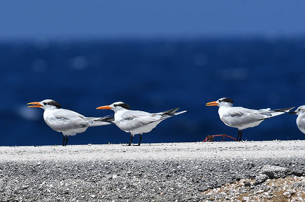 KÖNIGSSEESCHWALBE, ROYAL TERN, THALASSEUS MAXIMA