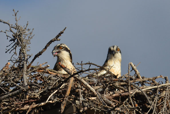FISCHADLER, OSPREY, PANDION HALIAETUS