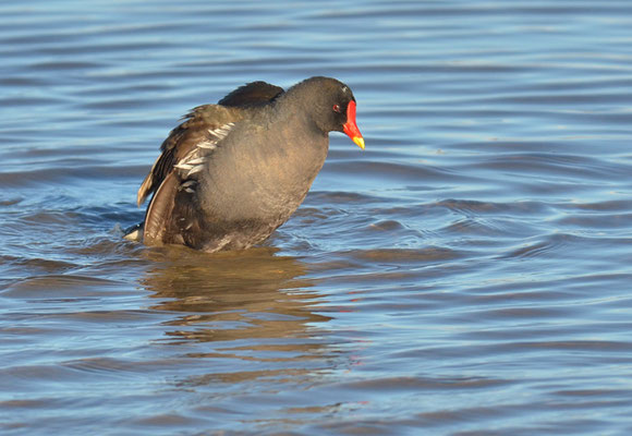 TEICHRALLE, MOORHEN, GALINULA CHLOROPUS