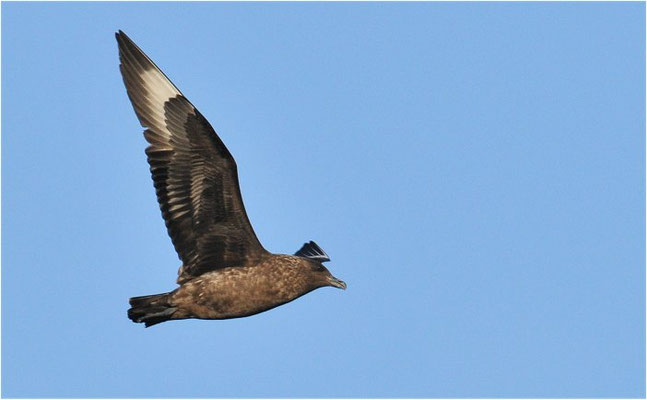 SKUA, GREAT SKUA, STERCORARIUS SKUA