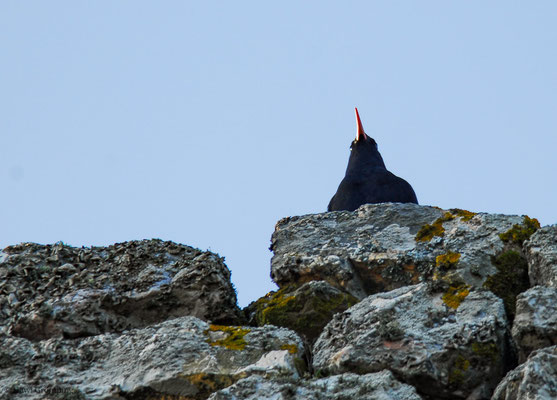 ALPENKRÄHE, CHOUGH, PYRRHOCORAX PYRRHOCORAX