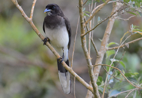 BRAUNHÄHER, BROWN JAY, CYANOCORAX MORIO