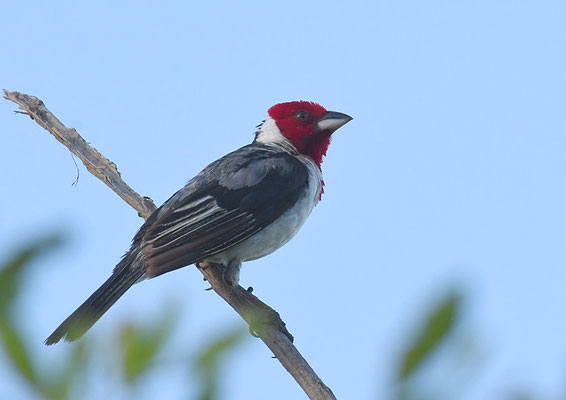 DOMINIKANERKARDINAL, RED-COWLED CARDINAL, PAROARIA DOMINICANA
