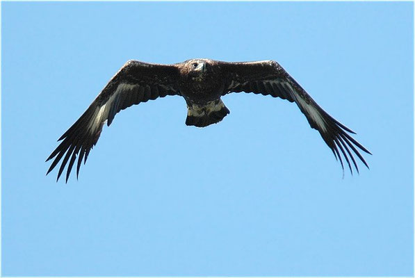 STEINADLER, GOLDEN EAGLE, AQUILA CHRYSAETOS