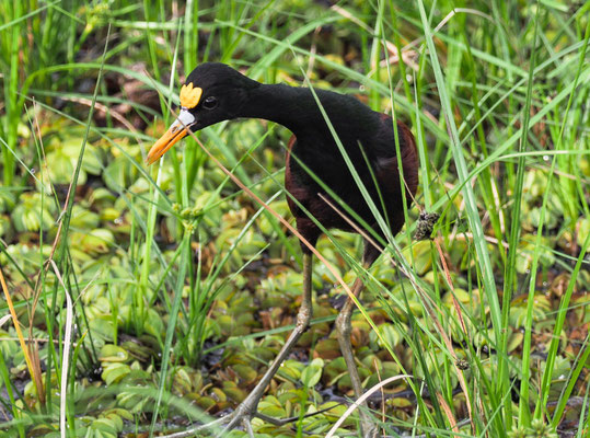 GELBSTIRNBLATTHUHN , NORTHERN JACANA, JACANA SPINOSA
