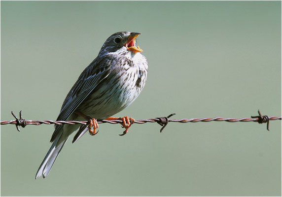 GRAUAMMER, CORN BUNTING, EMBERIZA CALANDRA