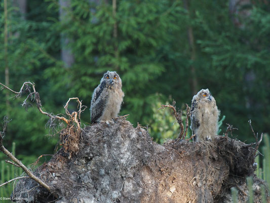 UHU, EAGLE OWL, BUBO BUBO